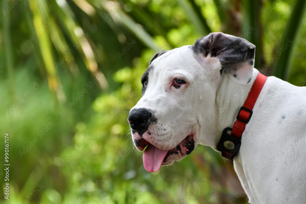 5 Month Old Great Dane Puppy Playing along the Banks of a Canal in Orange Beach, Alabama 5 Month Old Great Dane Puppy Playing along the Banks of a Canal in Orange Beach, Alabama