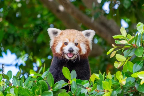 Tapety Red Panda looking straight at camera