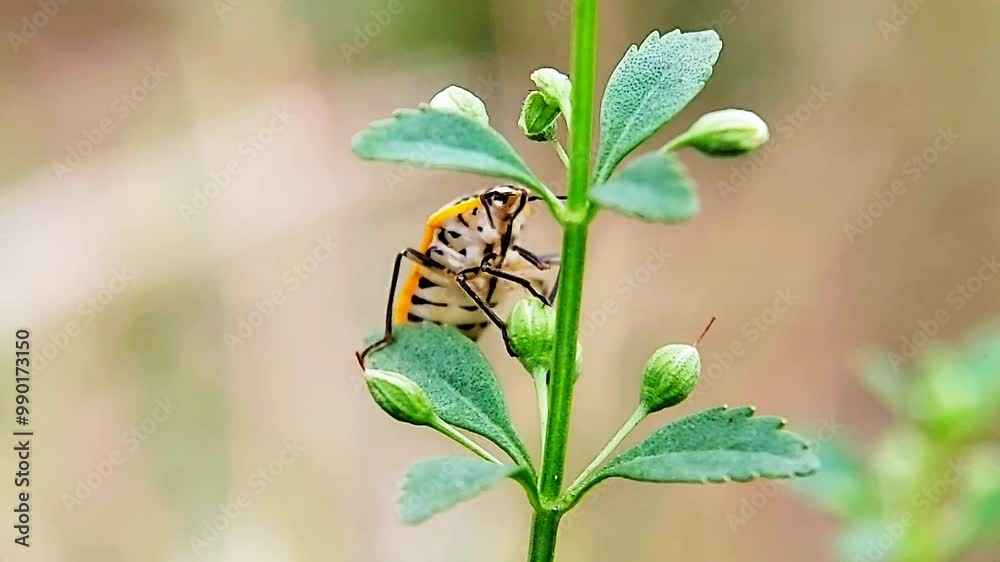 Perillus is a genus of predatory stink bugs in the family Pentatomidae. Macro video