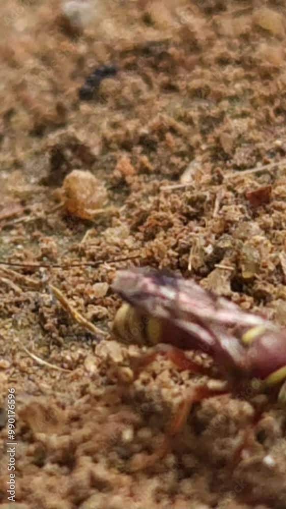 Wasp Excavating and Transporting Soil, Vertical Slow motion footage Wasp Excavating and Transporting Soil, Vertical Slow motion footage