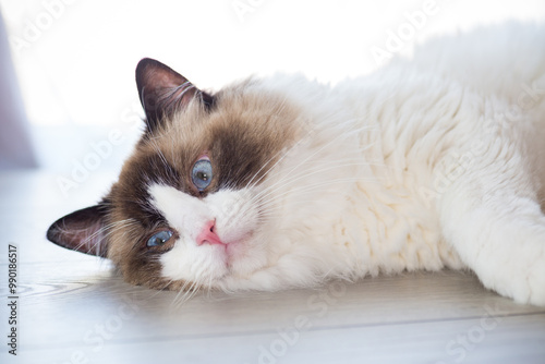 Beautiful young healthy Ragdoll cat on a white background.