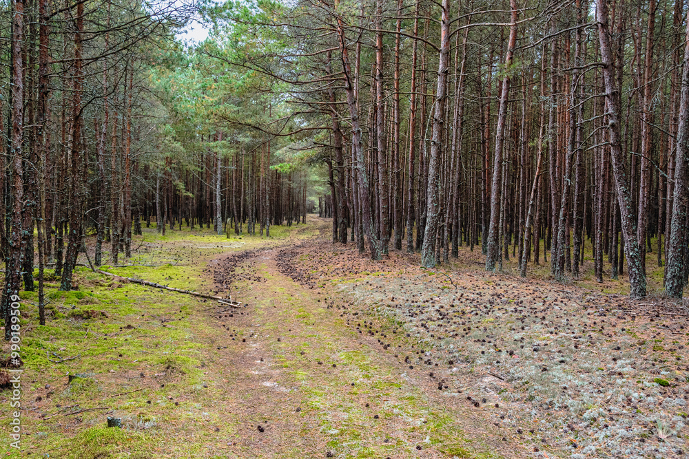Trail in the coniferous pine forest of the Curonian spit national Park. Russia