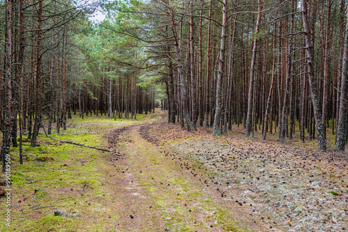 Obraz na płótnie Trail in the coniferous pine forest of the Curonian spit national Park. Russia w salonie