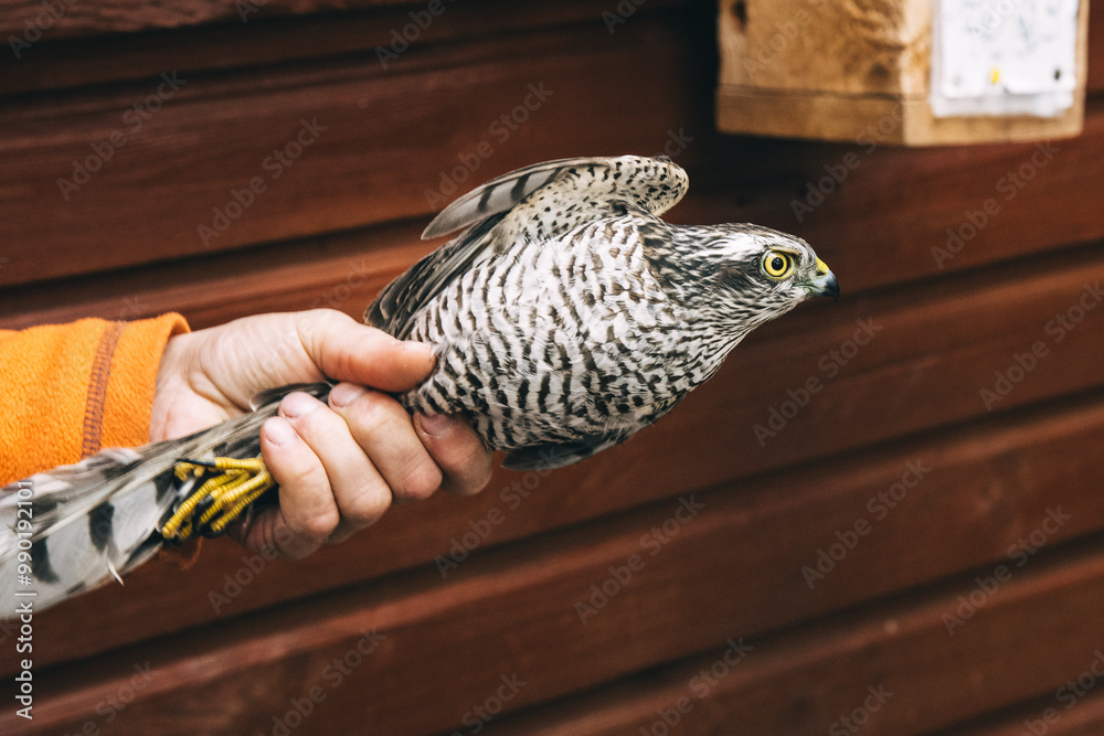 Eurasian sparrowhawk or Accipiter nisus in hand in Fringilla field ornithological station. in the Curonian Spit National Park. . Russia