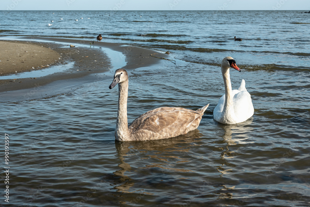 Swans in Curonian Lagoon on Curonian Spit in village Lesnoy. Russia