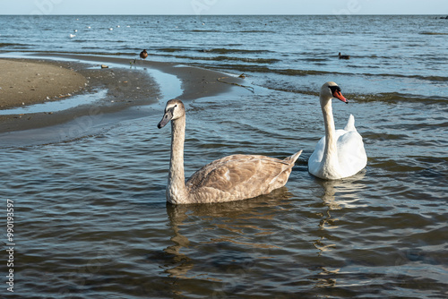 Obraz na płótnie Swans in Curonian Lagoon on Curonian Spit in village Lesnoy. Russia w salonie
