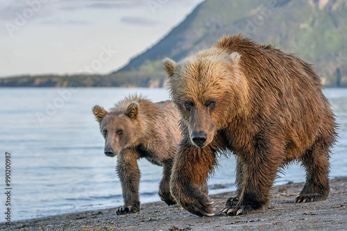 Brown bear sow and cubs 