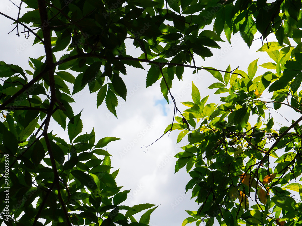 The green treetops in the rainy season are lush and shady. The green treetops in the rainy season are lush and shady.