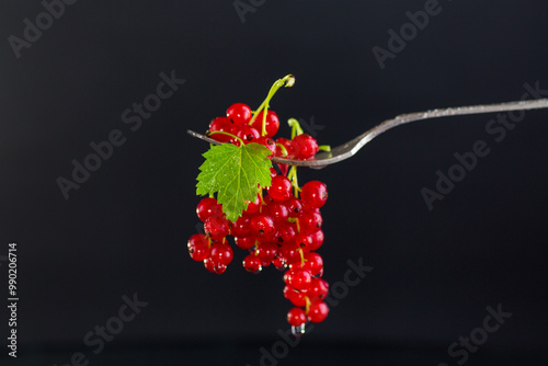 twigs of ripe red currants, isolated on a black background photo