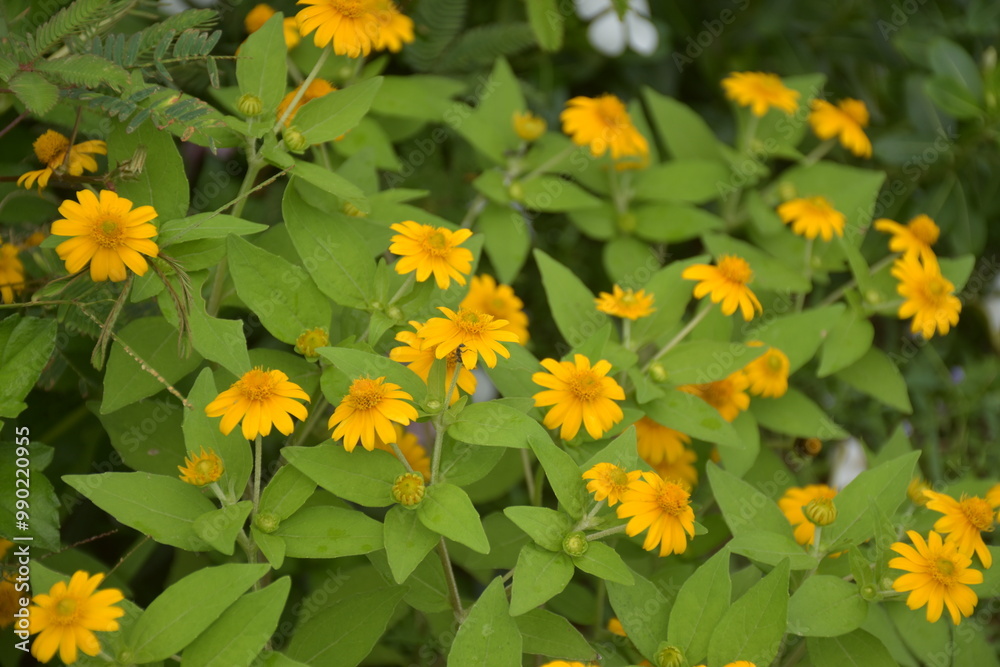 yellow flowers background and soft blur yellow flowers background and soft blur