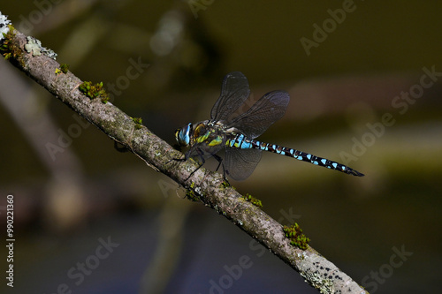 Herbst-Mosaikjungfer // Migrant hawker (Aeshna mixta) photo