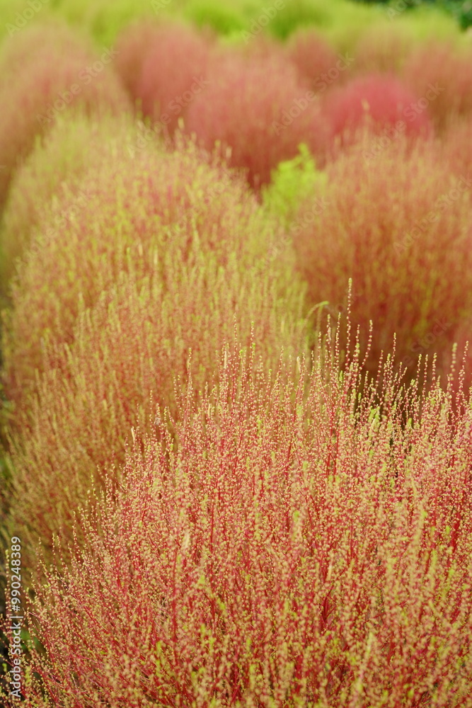 I decorated my garden with fireweed I decorated my garden with fireweed