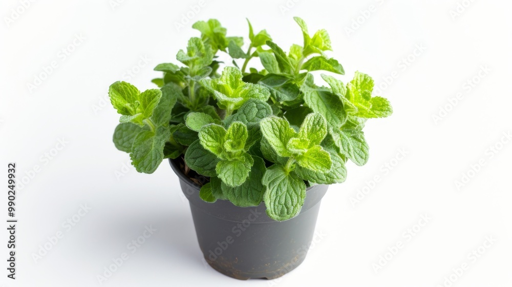 Fresh Green Mint Plant in Pot - Aromatic Herb for Cooking and Gardening Fresh Green Mint Plant in Pot - Aromatic Herb for Cooking and Gardening