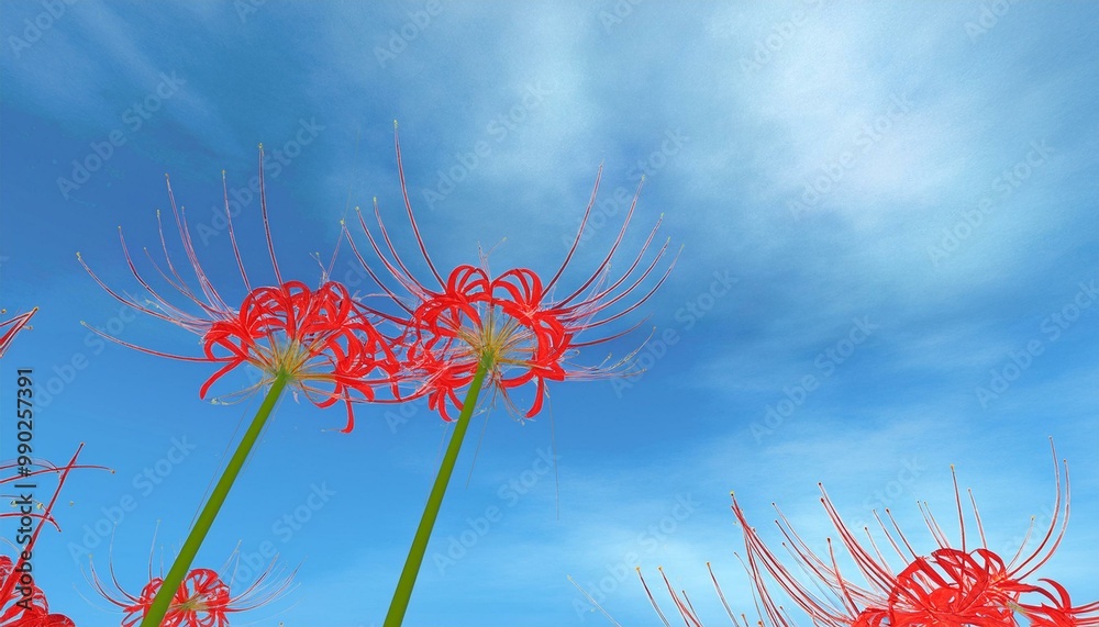 彼岸花と曼殊沙華