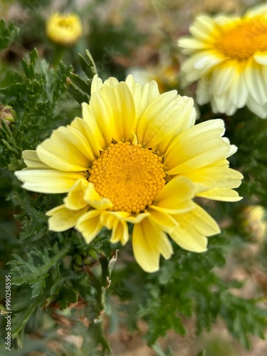 yellow flowers in the garden