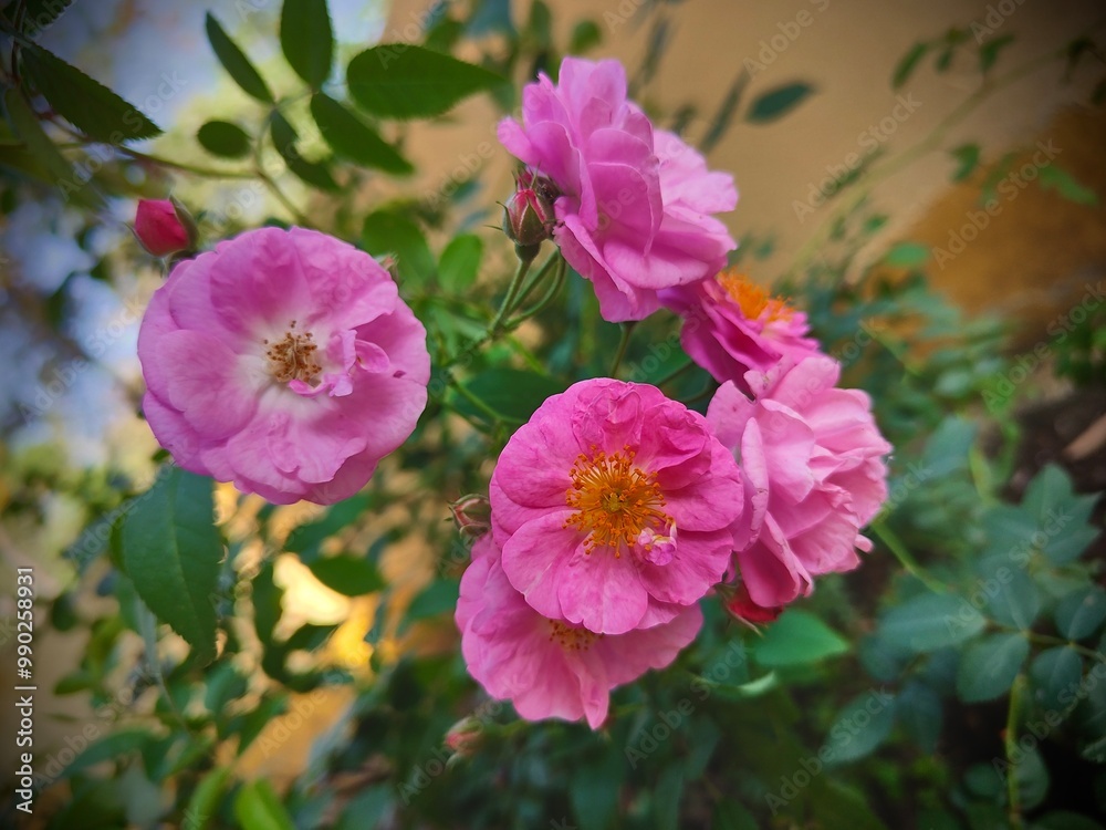 pink flowers in the garden pink flowers in the garden