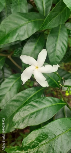 Pinwheel Flower Blossoming on Green Leaves Background