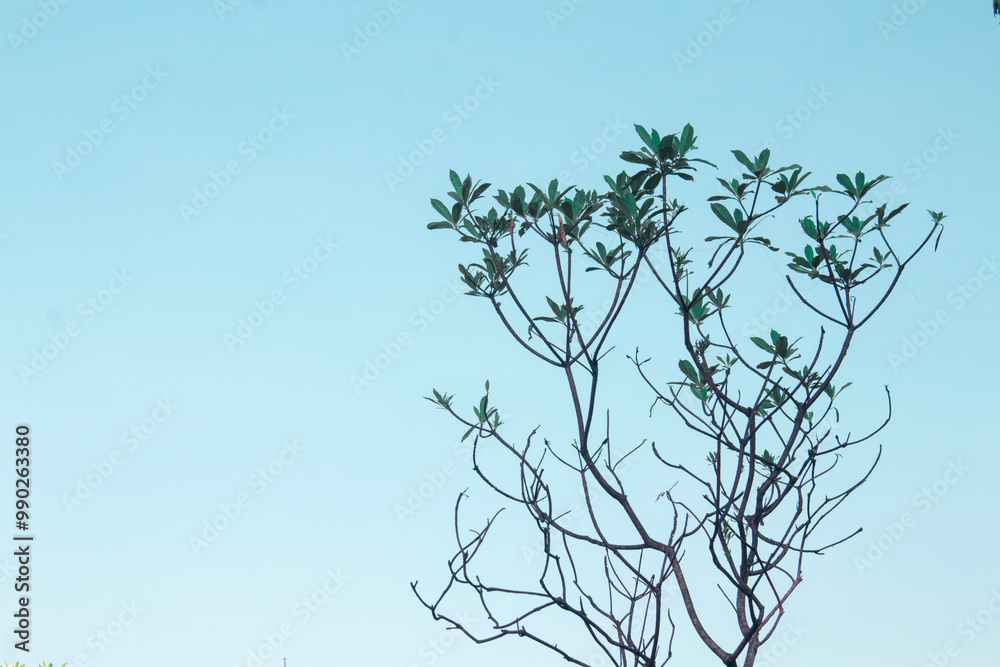 Serene Roadside Landscape with Towering Trees Serene Roadside Landscape with Towering Trees