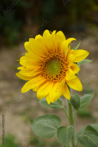 Photograph of one brightly blooming sunflower
