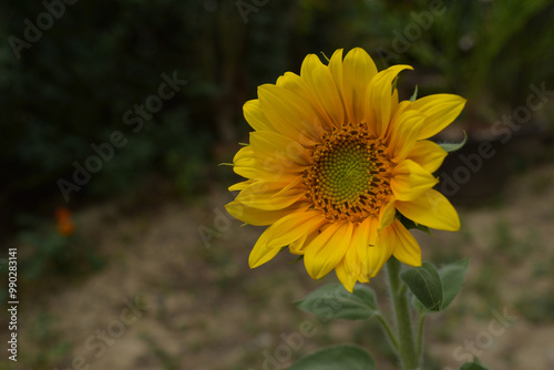 Photograph of one brightly blooming sunflower