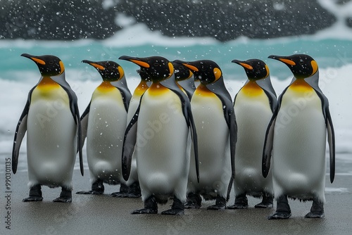 Group of penguins standing on a beach. The penguins are in a line, with the first penguin on the left and the last one on the right. King penguins (Aptenodytes patagonicus) on the beach photo