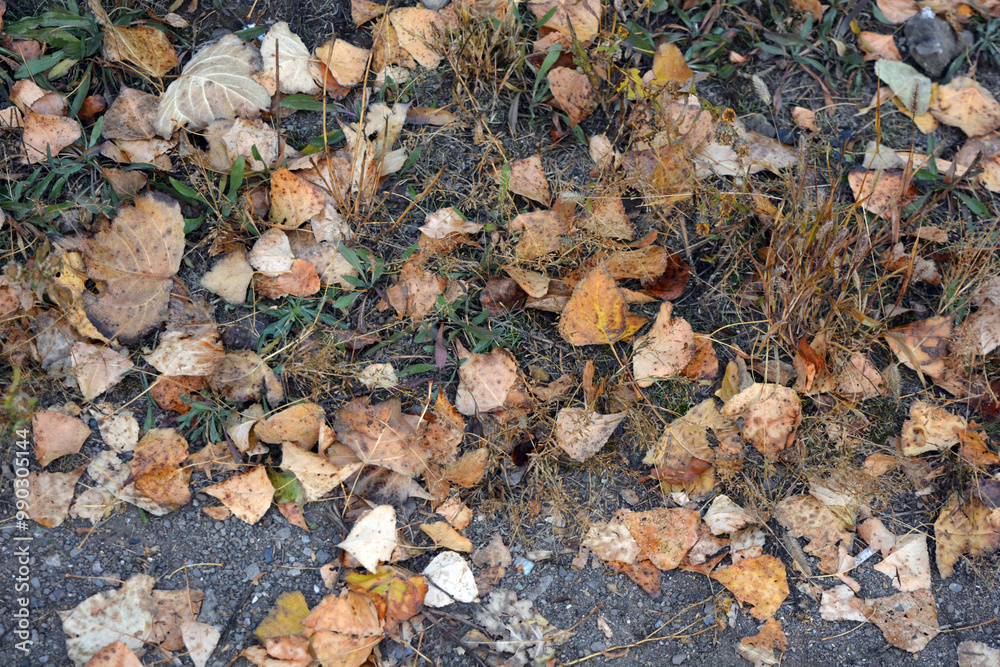 The autumn season is beautiful and pleasant. Yellow, brown, golden, dry green leaves, fallen leaves lie on the ground, sidewalks on the still green grass. ... The autumn season is beautiful and pleasant. Yellow, brown, golden, dry green leaves, fallen leaves lie on the ground, sidewalks on the still green grass. ...