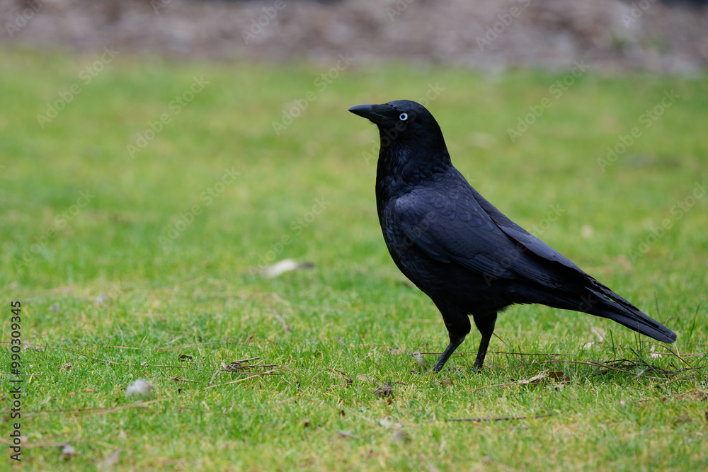 Side view of a little raven, corvus mellori, standing on trimmed grass in a suburban park