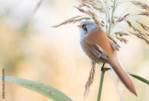 Bearded reedling, Panurus biarmicus. A male bird sits on a reed stalk on a riverbank photo