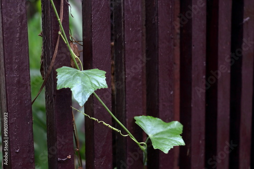 Green leaves and branch of Ivy Gourd or Coccinia grandis climbing painted dark brown wood fence. Another name is Scarlet gourd, Kowai. photo