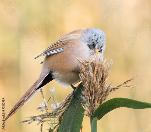 Bearded reedling, Panurus biarmicus. The bird is looking for insects to eat photo