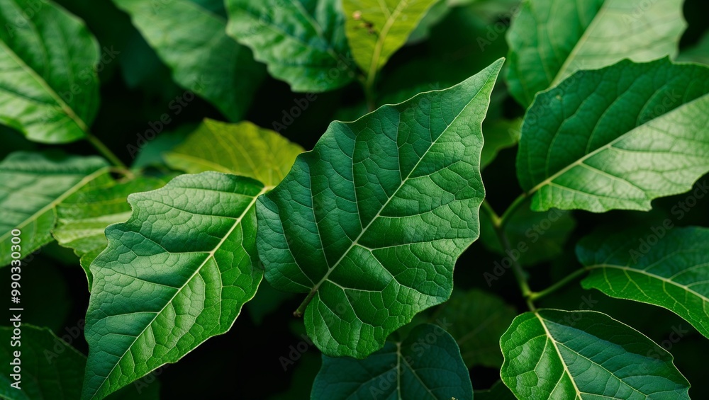 Fresh bay leaves with deep green hue closeup Fresh bay leaves with deep green hue closeup