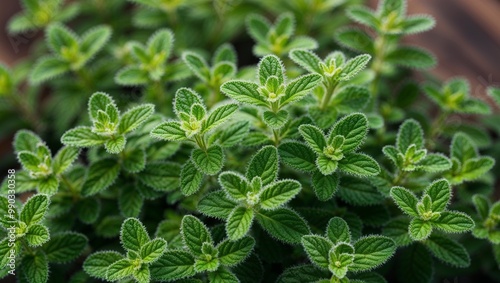 Wallpaper Mural Fresh oregano leaves with fine hairs closeup Torontodigital.ca