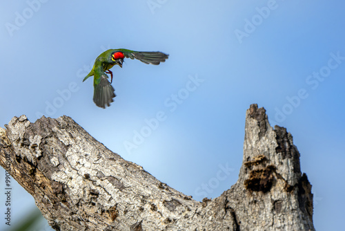 The cute coppersmith barbet on tree with blue sky photo