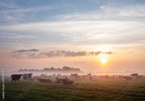 herd of cows in misty meadow during colorful sunrise in the netherlands