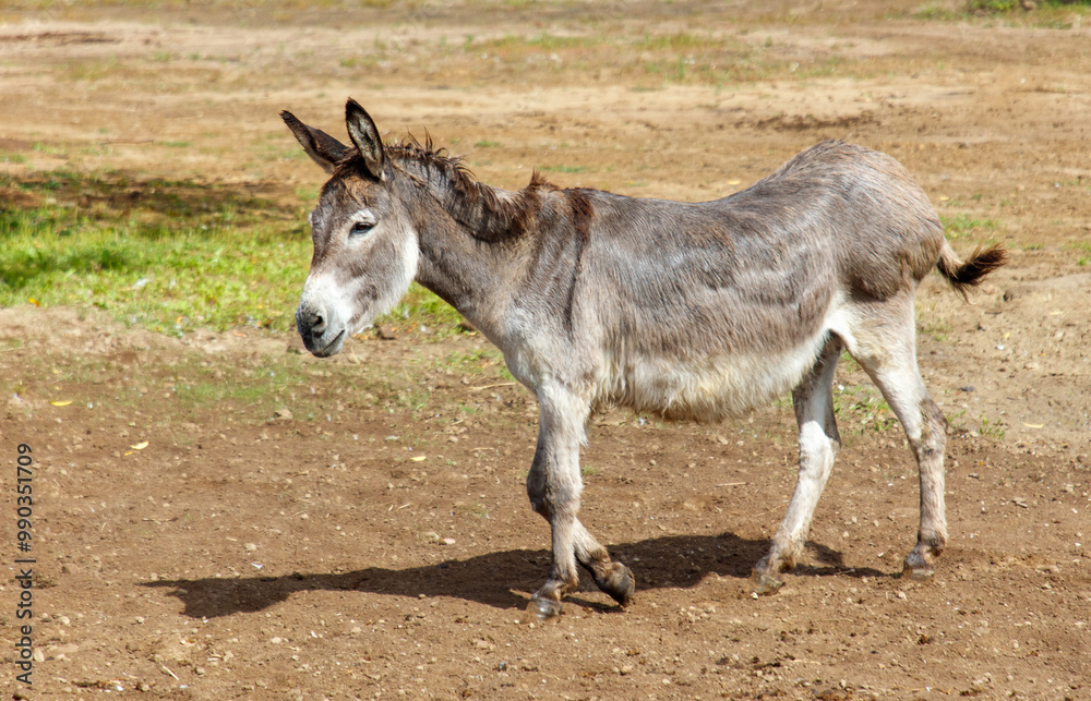 Portrait of a donkey in the wild Portrait of a donkey in the wild