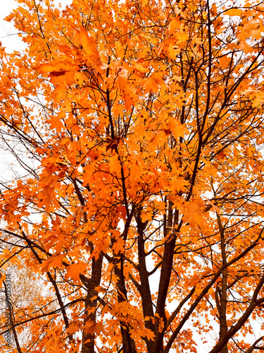 Leaves on a maple tree in autumn