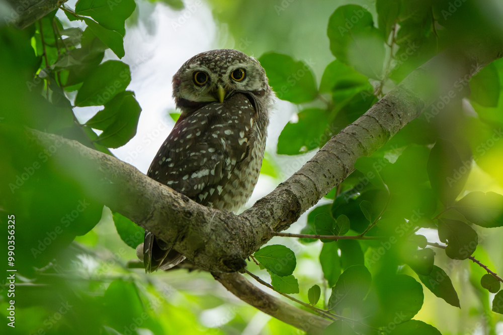 Spotted owlet standing on tree in natural light Spotted owlet standing on tree in natural light