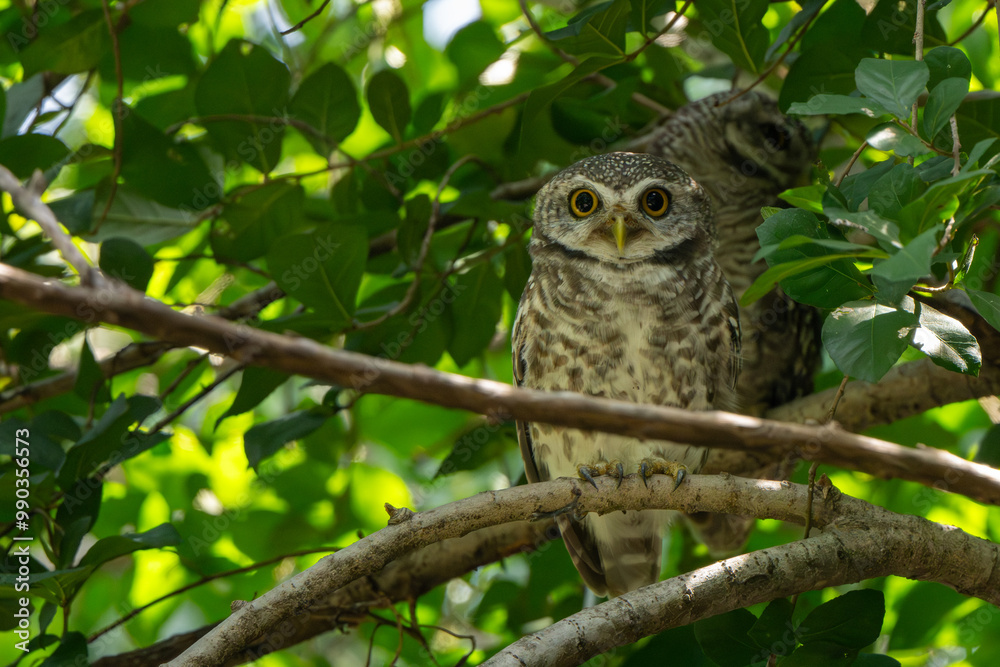 Spotted owlet standing on tree in natural light Spotted owlet standing on tree in natural light