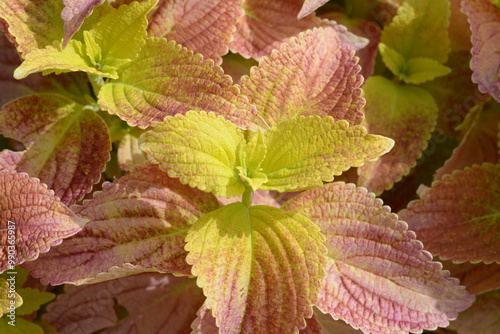 コリウス　葉模様