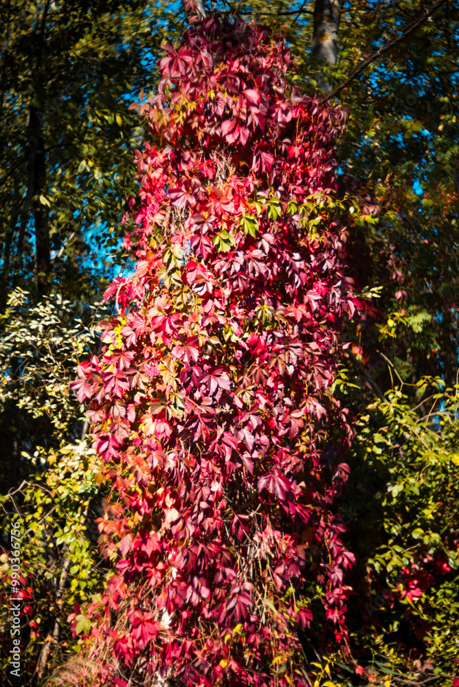 Beautiful bright autumn nature background. Multicolored grape leaves Beautiful bright autumn nature background. Multicolored grape leaves