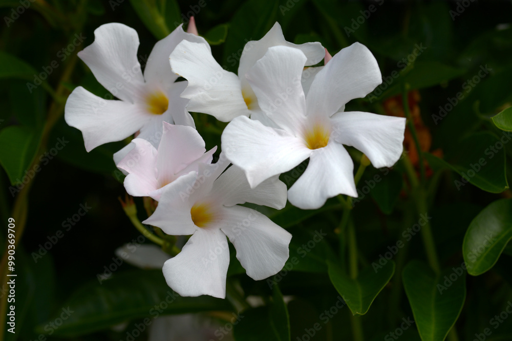 Obraz premium マンデビラ・サンパラソル