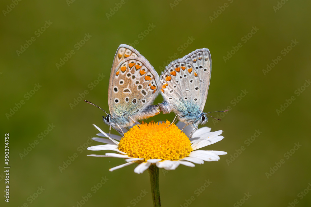 Obraz premium Polyommatus icarus, tiny double butterfly on daisy 
