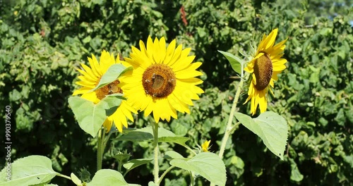 Close-up of hairy stalks of tournesol (Helianthus Annuus) with large heart-shaped green leaves and bright yellow petals radiating around dark brown ray florets attracting bees photo