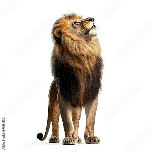 A Lion (portrait, standing), animal bundle isolated on a white background  