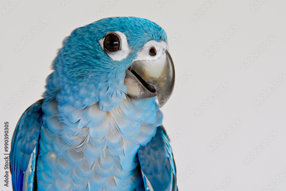 Obraz premium Parrot in gray and blue on. animal beak nature concept. a parrot in gray and blue with a bird in tropical colors on the. a parrot in blue and gray with lifestyle a tropical.