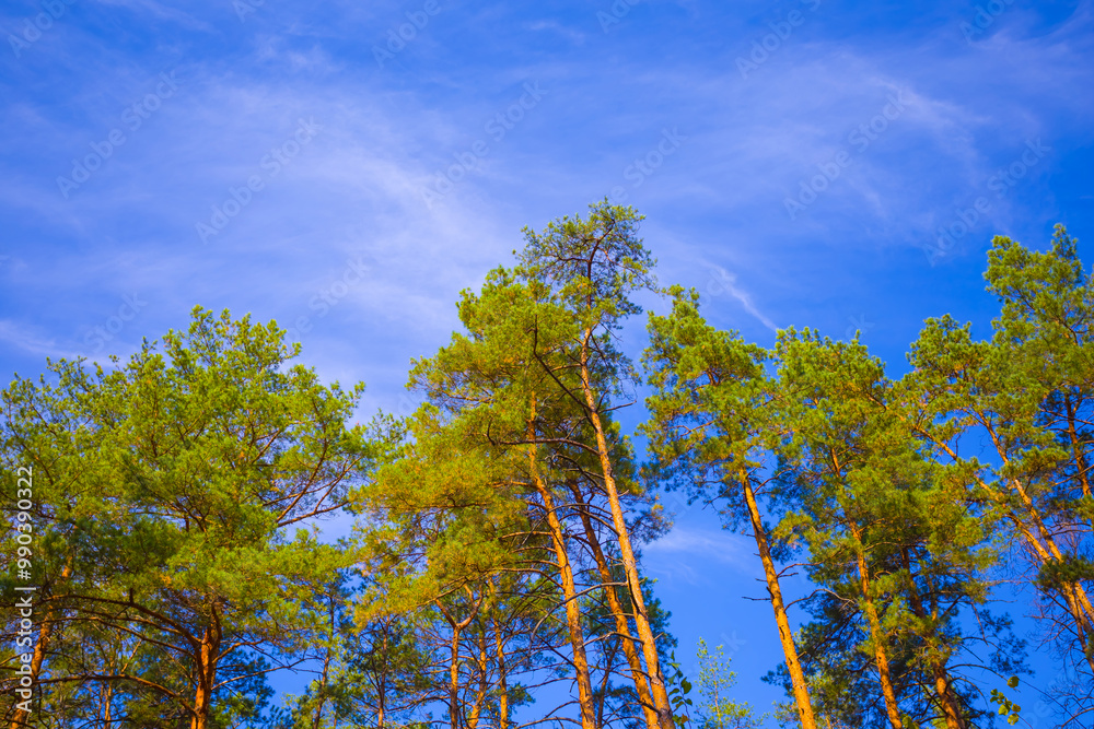 Obraz premium closeup heap of high fir tree on blue cloudy sky background