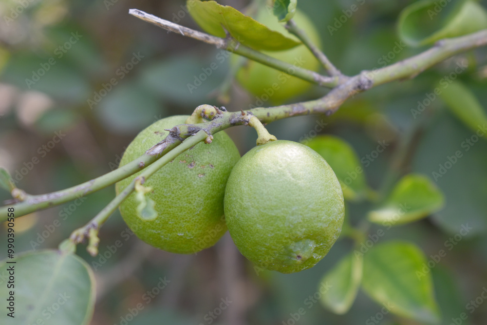 fresh lemon on plant closeup, Close-up Lemon fruit hanging on tree, photo of fresh lemons plants, Bunch of fresh ripe lemons on a lemon tree branch, Ripe fresh lemon hangs on tree branch in sunshine. fresh lemon on plant closeup, Close-up Lemon fruit hanging on tree, photo of fresh lemons plants, Bunch of fresh ripe lemons on a lemon tree branch, Ripe fresh lemon hangs on tree branch in sunshine.