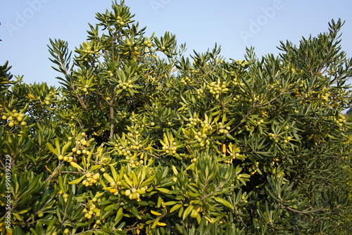 The Chinese sticky seed (Pittosporum tobira) is a plant species in the genus Pittosporum in the family Pityriaaceae. Atlantic coast, Porto, Portugal. photo