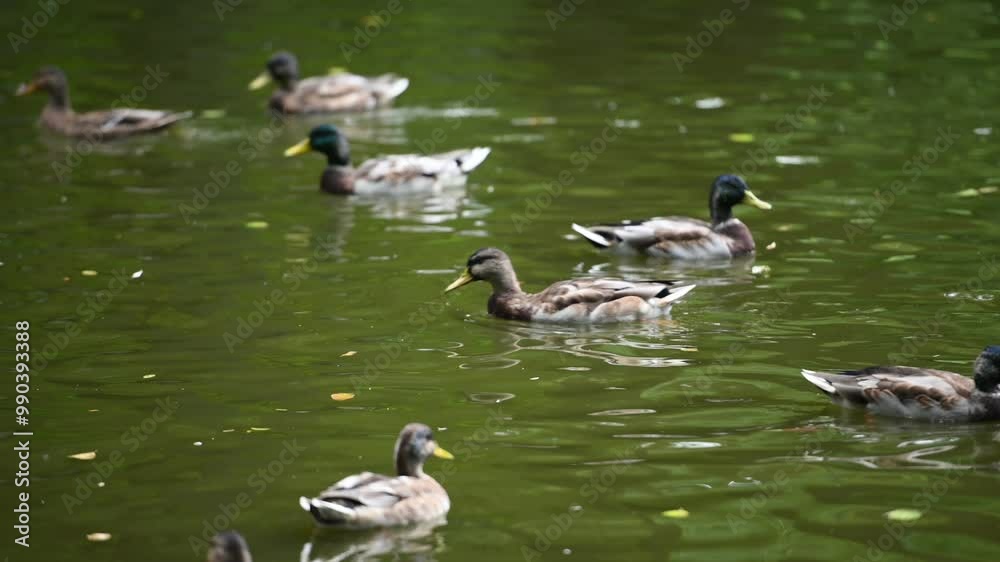Ducks swimming in the lake. Ducks swimming in the pond. Wild ducks Ducks swimming in the lake. Ducks swimming in the pond. Wild ducks