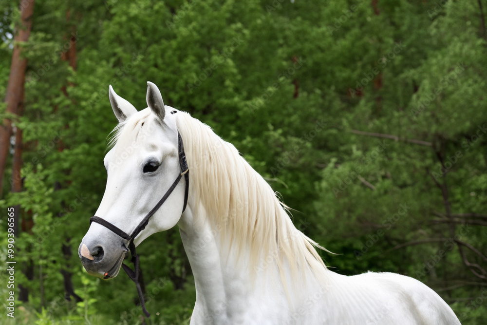 Obraz premium Horse in green and white in forest. w beauty lipizzan concept. large horse stands against green backdrop of a forest. a large white horse stands against a green backdrop of a forest lifestyle.